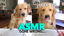 Golden Retriever Reviews Different Foods in This Funny ASMR Taste Test