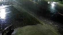 Jacaré anda pela rua durante chuvas no interior de SP