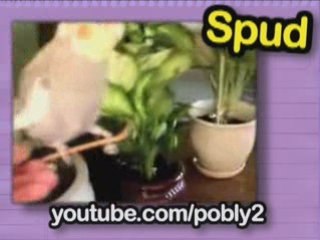 Cute Games - Kitty Skateboarding