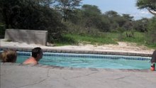 Unexpected Guest at the Pool: Viral Animal Surprise Video