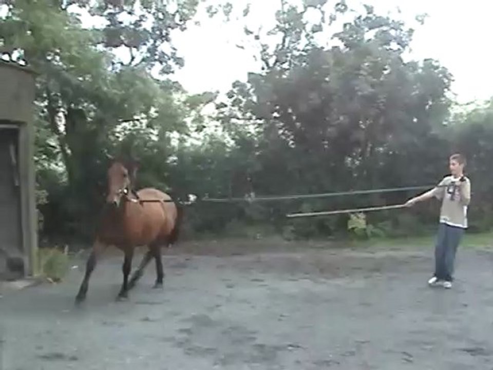 Août 2008 -  Felip au dressage  avec Sultan