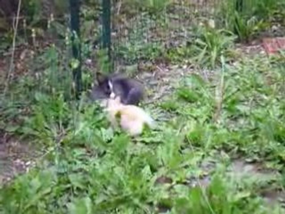Rabbit Fighting