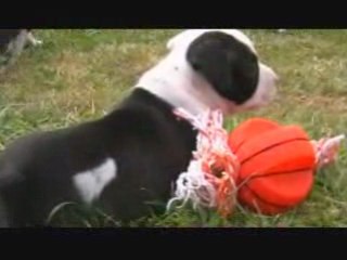 Chiots dehors 4