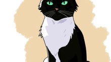 timelapse n.5 black cat