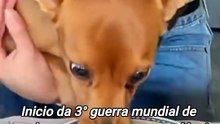 Inicio da 3° guerra mundial de cachorros começou nesse vídeo!