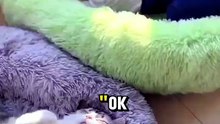 Super Soft Donut Pet Bed