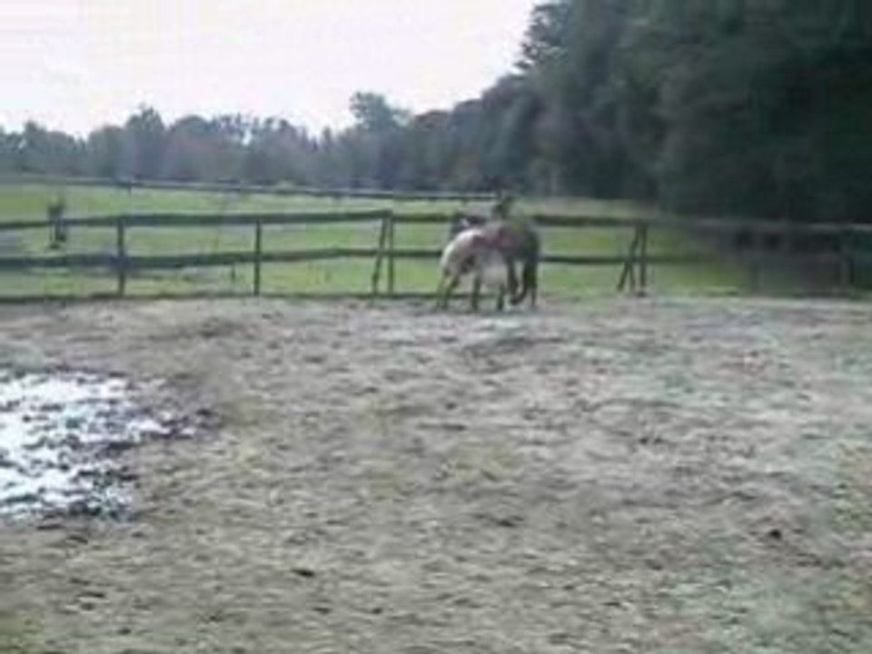 mes chevaux dans la piste