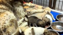 Mama Dog Watches Her Puppies Eat for the First Time 🥺🐾