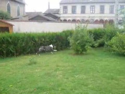 Brédis berger australien