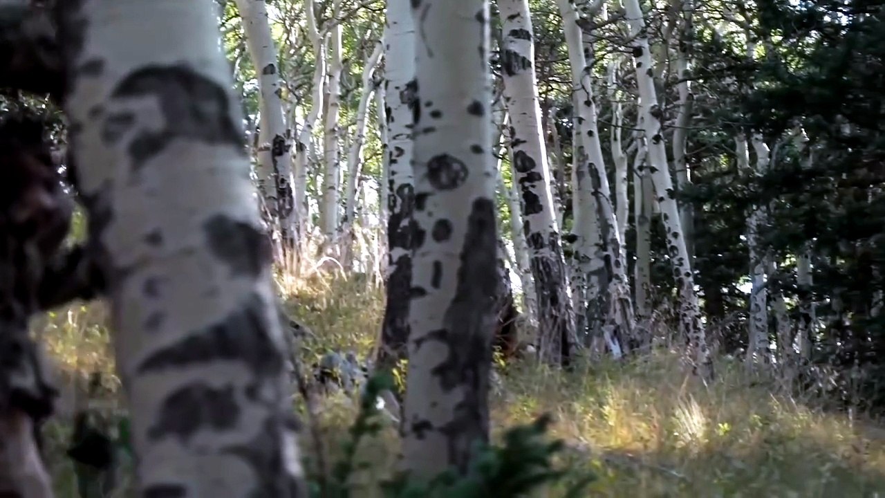 Hunting Elk | The Monster Bull at the Center of the Battle - فيديو ...