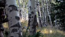 Hunting Elk | The Monster Bull at the Center of the Battle