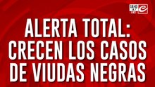 Alerta total: crecen los casos de viudas negras