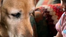 🦴 Senior Dog Gently Takes a Treat From a Toddler's Tiny Hand 🐾