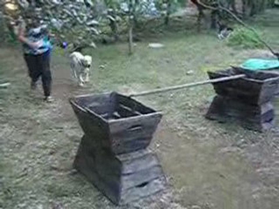 saut bianca