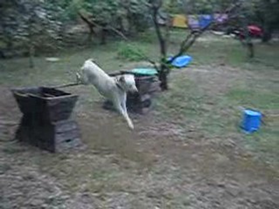 saut bianca