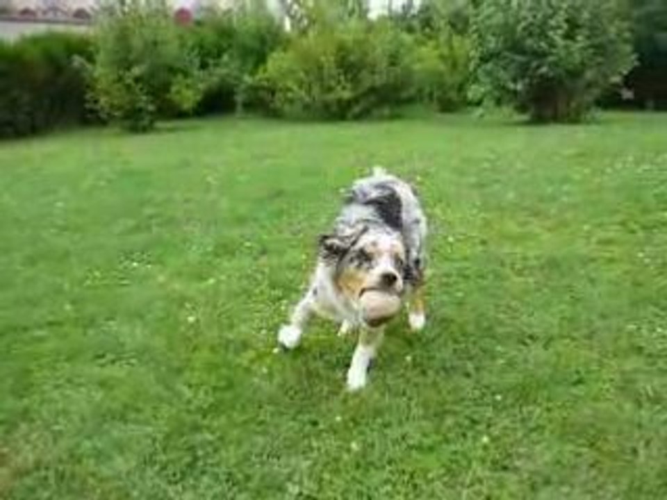 Cookaï mini aussie