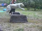 saut oxer Bianca