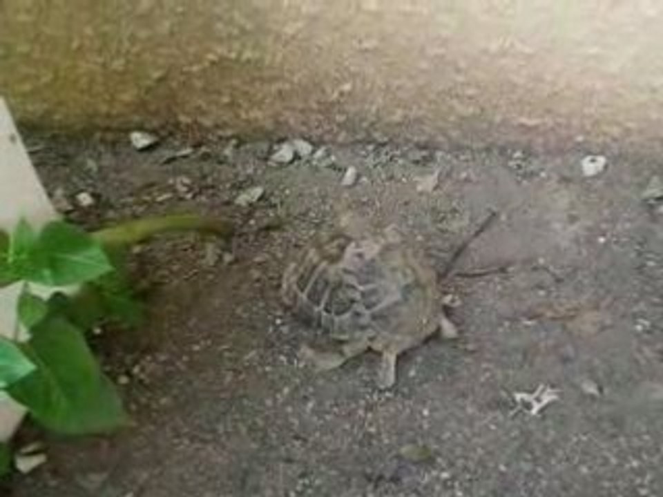 combat de tortues