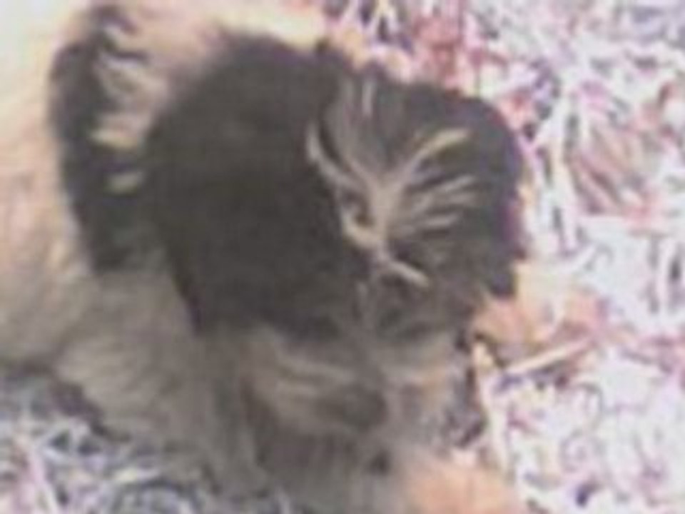 Chienvio