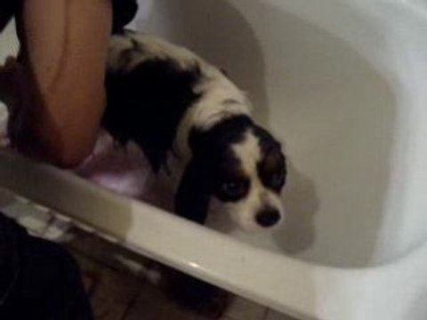 Mon chien qui prend son bain