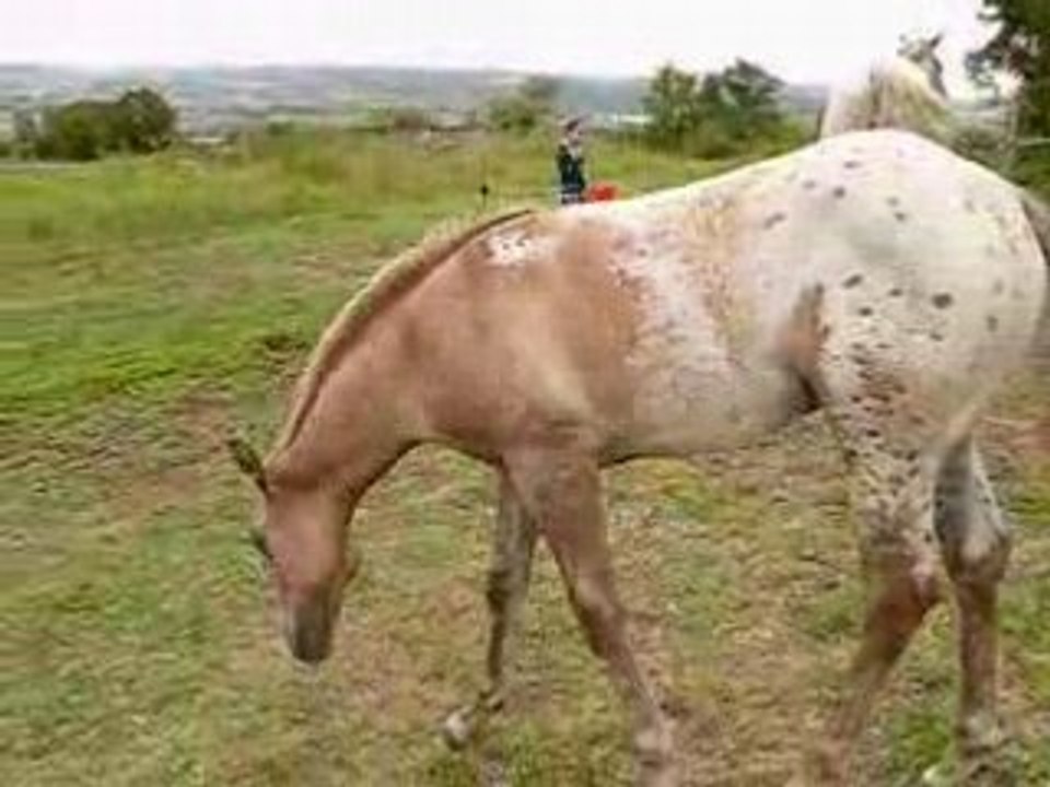 Haras de Chante-neige : Les juments et le poulain Appaloosa