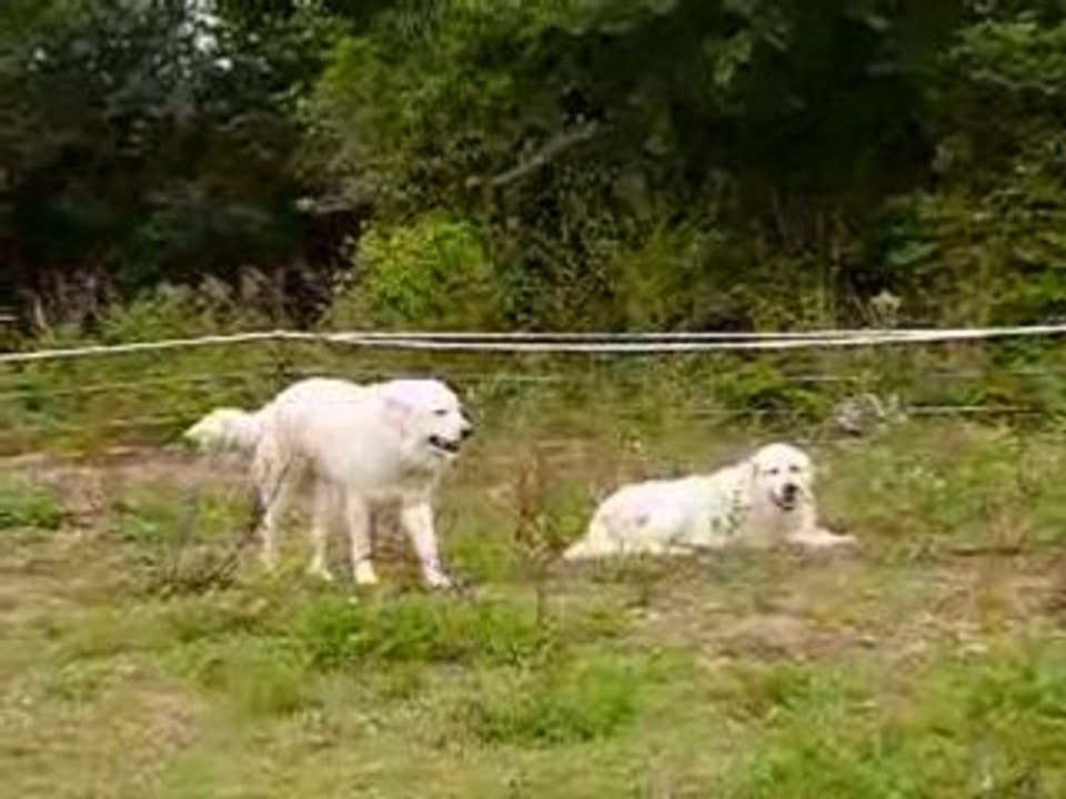 Haras de Chante-neige : entre poulain Appaloosa et patous