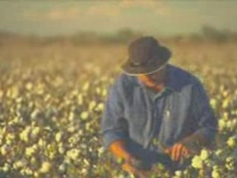 Clive James Discusses Biotech Crops in Developing Countries