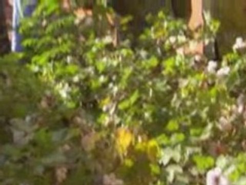 Jeffrey Sachs Discusses Pros of Genetically Modified Foods