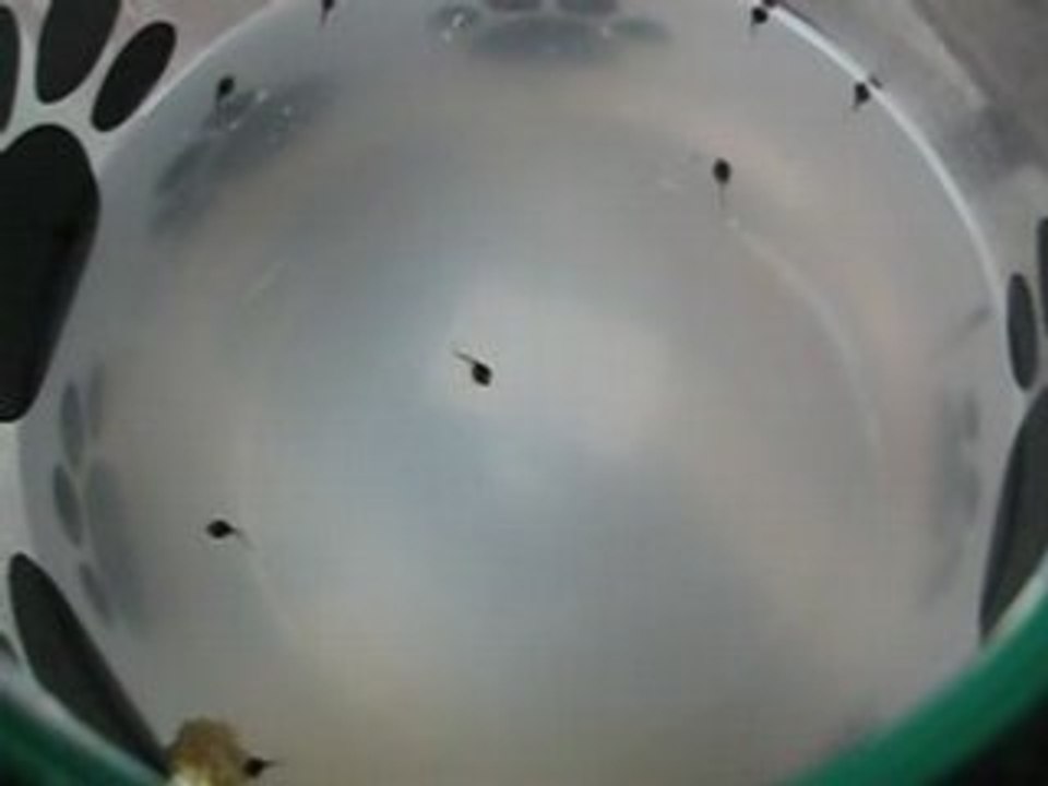 Les tetards de la piscine