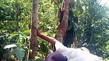 Tawa lepas