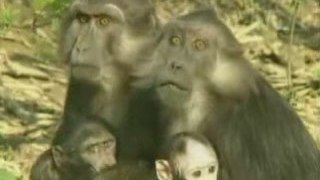les singes et les impots