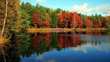 Rivière Paisible au Cœur de la Forêt 🌲 Musique Relaxante et Anti Stress