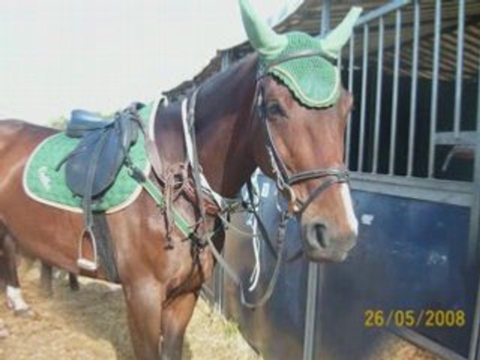 lamotte beuvron 2008 : cce club2 sénior