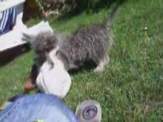 Pti Combat De Catch