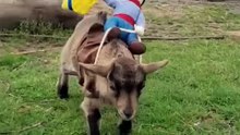 Cowgirl is really overated... GOATGIRL is so much priceless 🤠😍 #goat #babygoat #funny #cute #