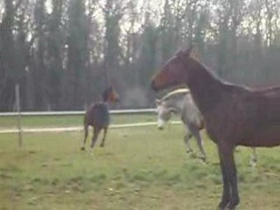 chevaux en folie