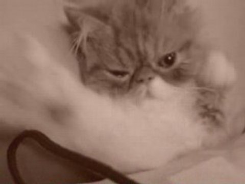 Le chat se réveille de sa sieste...