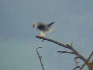 Elanion Blanc à Genève