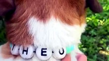 Custom Pet Beaded Name Collar | Colorful Dog Collar & Matching Bracelet Set