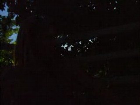 mimi jems tjs en plin delire..