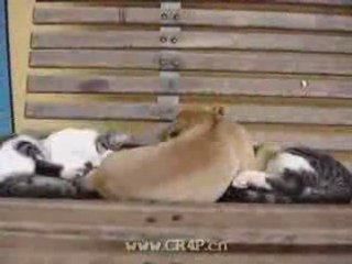 cat vs dog fight gato vs cachorro