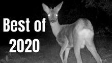 Nighttime Trail Camera Footage from the Forest | Best Wildlife Captures of 2020
