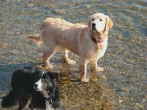 Promenade a reiningue avec les chiens 01