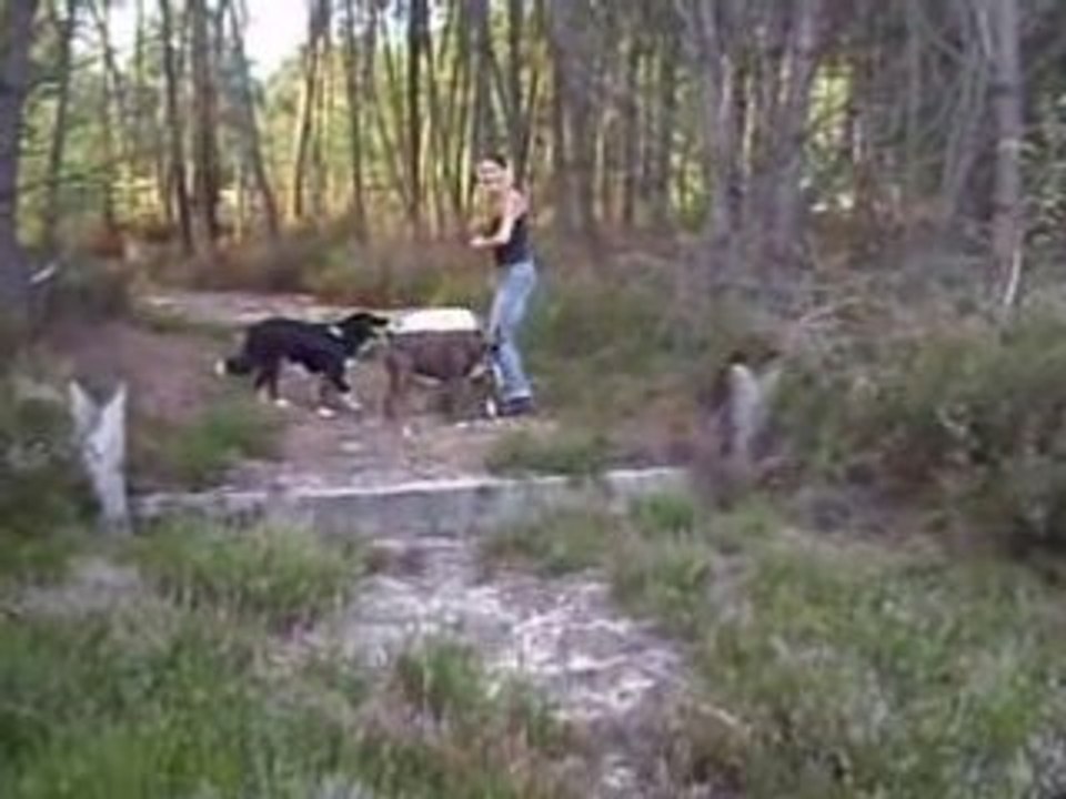 chiens soquette