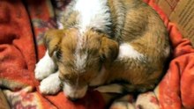 Stray Puppy Falls Asleep in a Cardboard Box, Finally Safe 🥹🐾