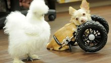 Rescued Chicken Penny and Two-Legged Chihuahua Andrew Become Best Friends