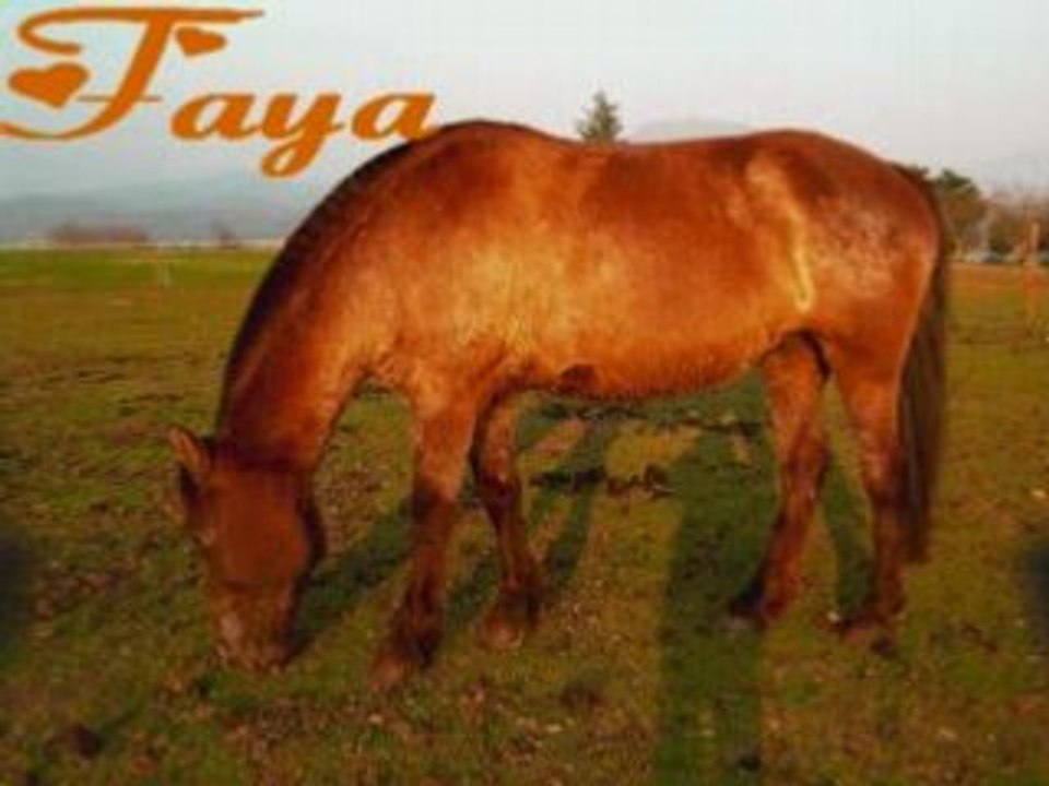 Les chevaux les poon's et les poulains de Santana