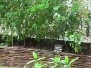 Jardins Médiévaux : Trésors d'Époque 🏰