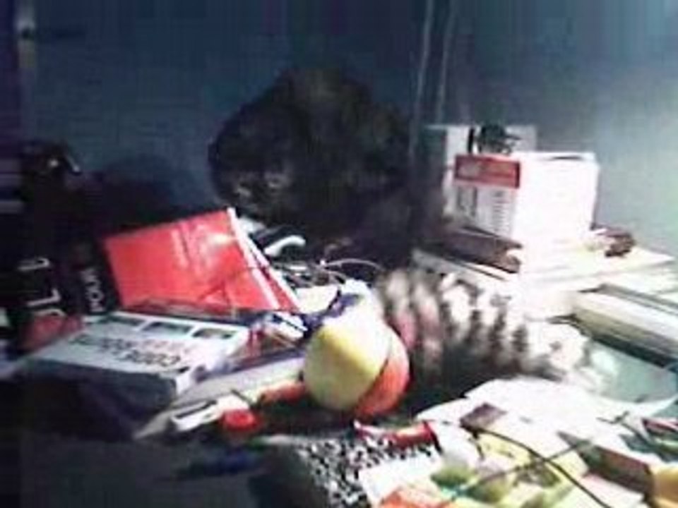 Le chat vs Furet fou