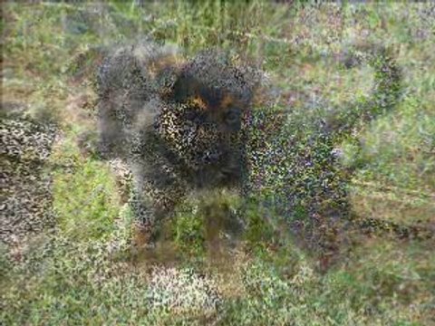 chiots berger allemand